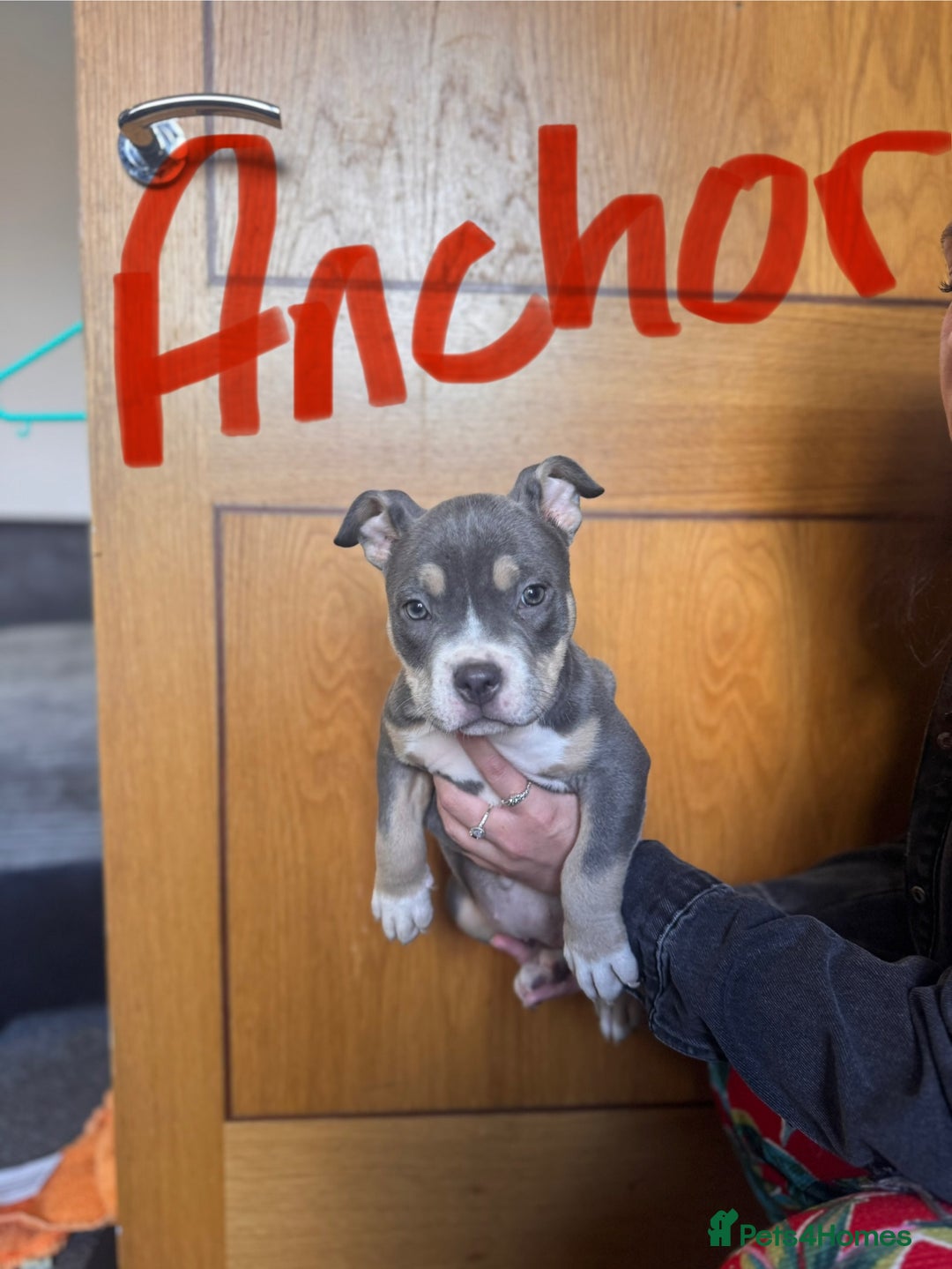 American Bully dogs for sale: American pocket bully’s  - Image 4