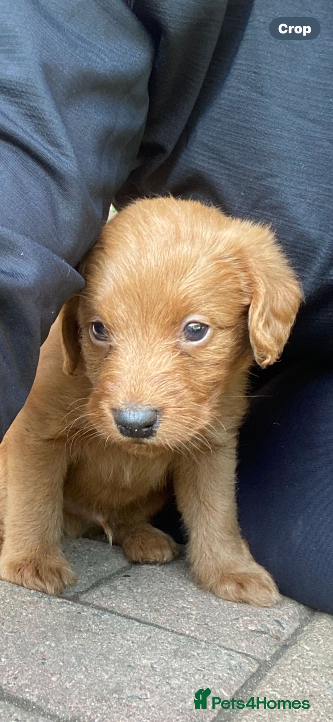 Labradoodle dogs for sale: Miniature F1 labradoodle  - Image 3
