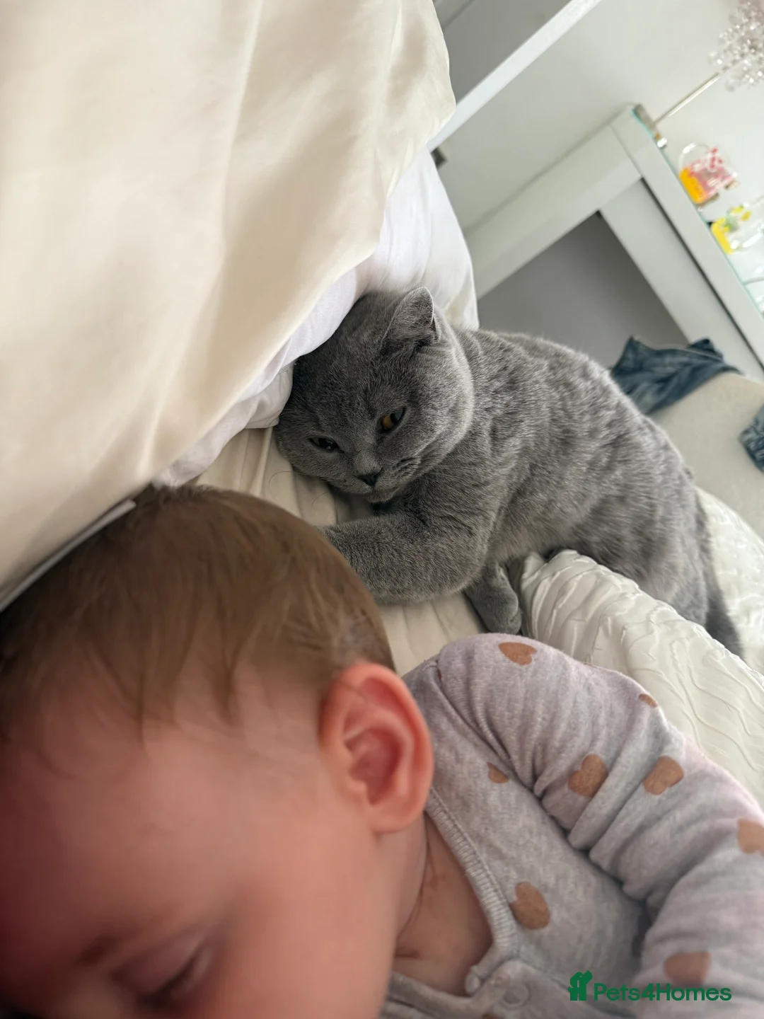 British Shorthair cats for sale: Nina The British shorthair  - Advert 4