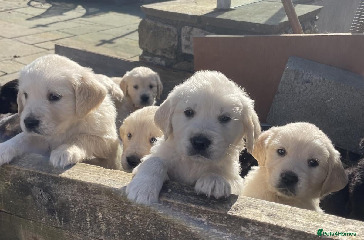 Golden Retriever dogs Stunning Goldie's looking for there forever homes - Advert 1