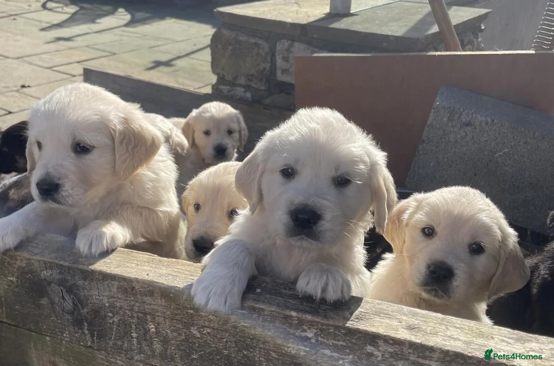 Golden Retriever dogs for sale: Stunning Goldie's looking for there forever homes - Advert 1