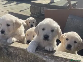 Golden Retriever dogs Stunning Goldie's looking for there forever homes - Advert 3