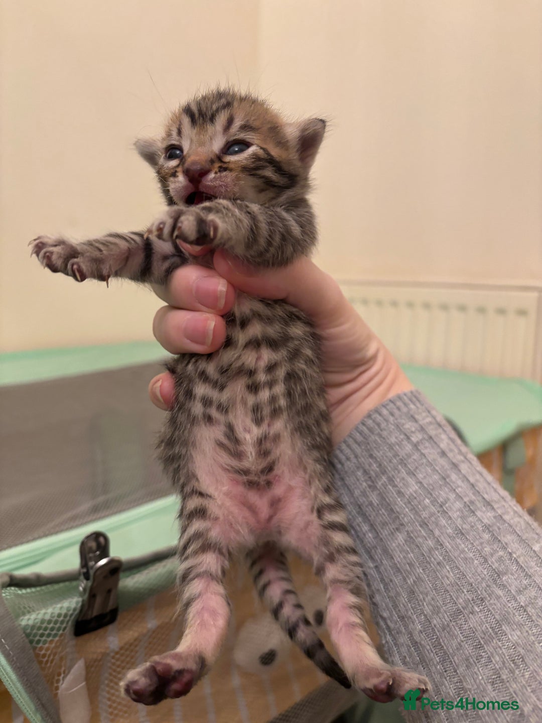 Mixed Breed cats for sale: Devon Rex x Bengal cross kittens  - Advert 6