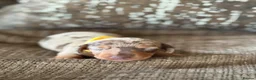 Miniature Dachshund dogs for sale: Two beautiful miniature dachshund marble puppies  - Advert 9