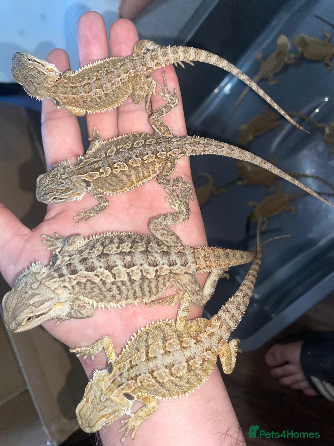 Bearded Dragon reptiles for sale: Bearded dragons  - Advert 2