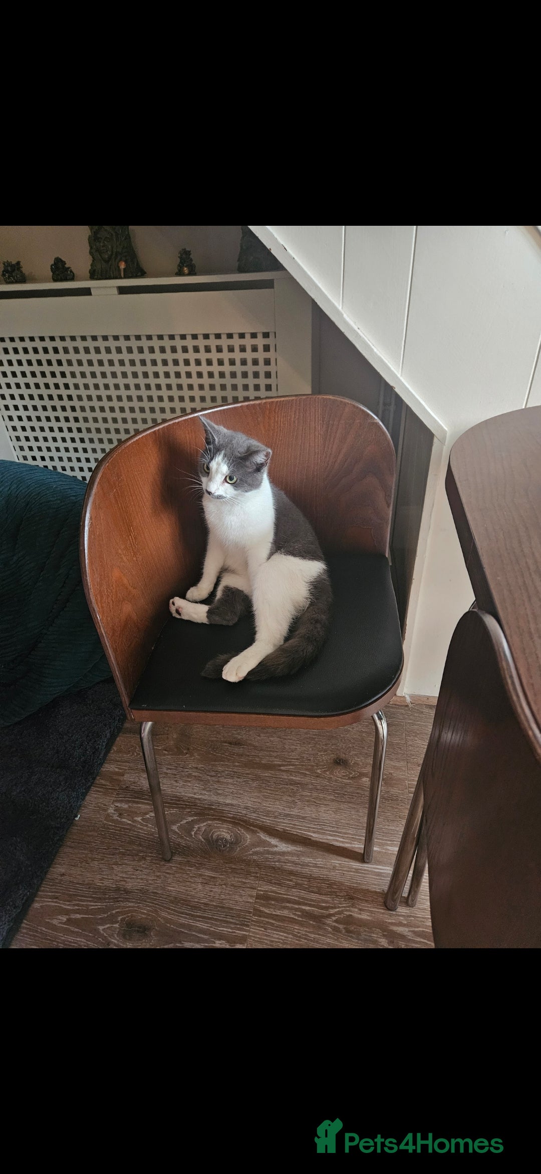 Mixed Breed cats 2 yr old kitten for sale - Advert 10