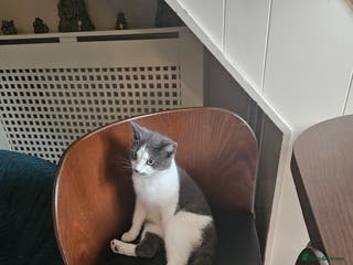 Mixed Breed cats 2 yr old kitten for sale - Advert 14