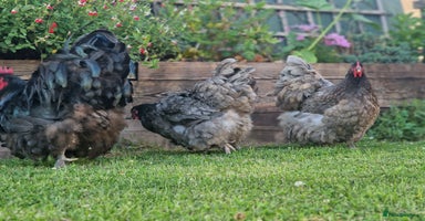 Chickens poultry - Advert 1