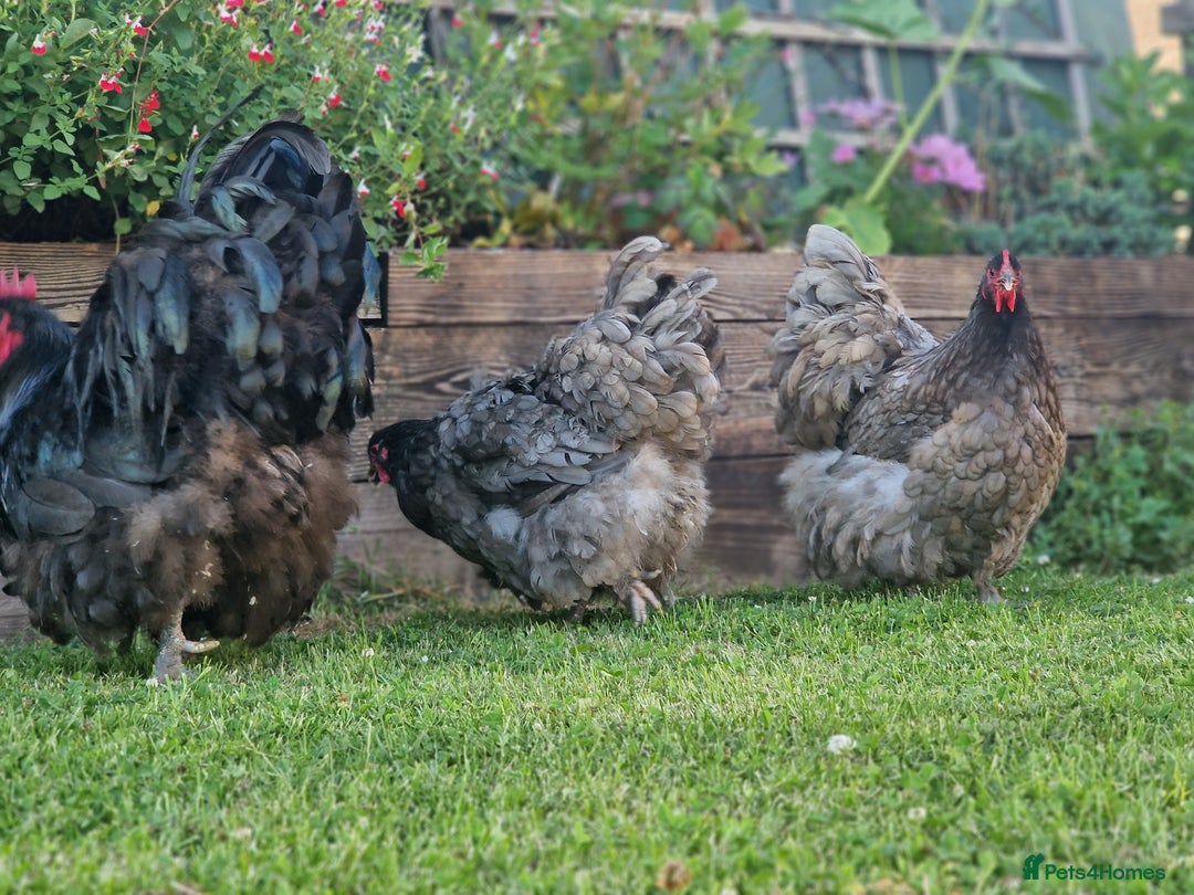 Chickens poultry for sale: Orpington Groups available - Image 3