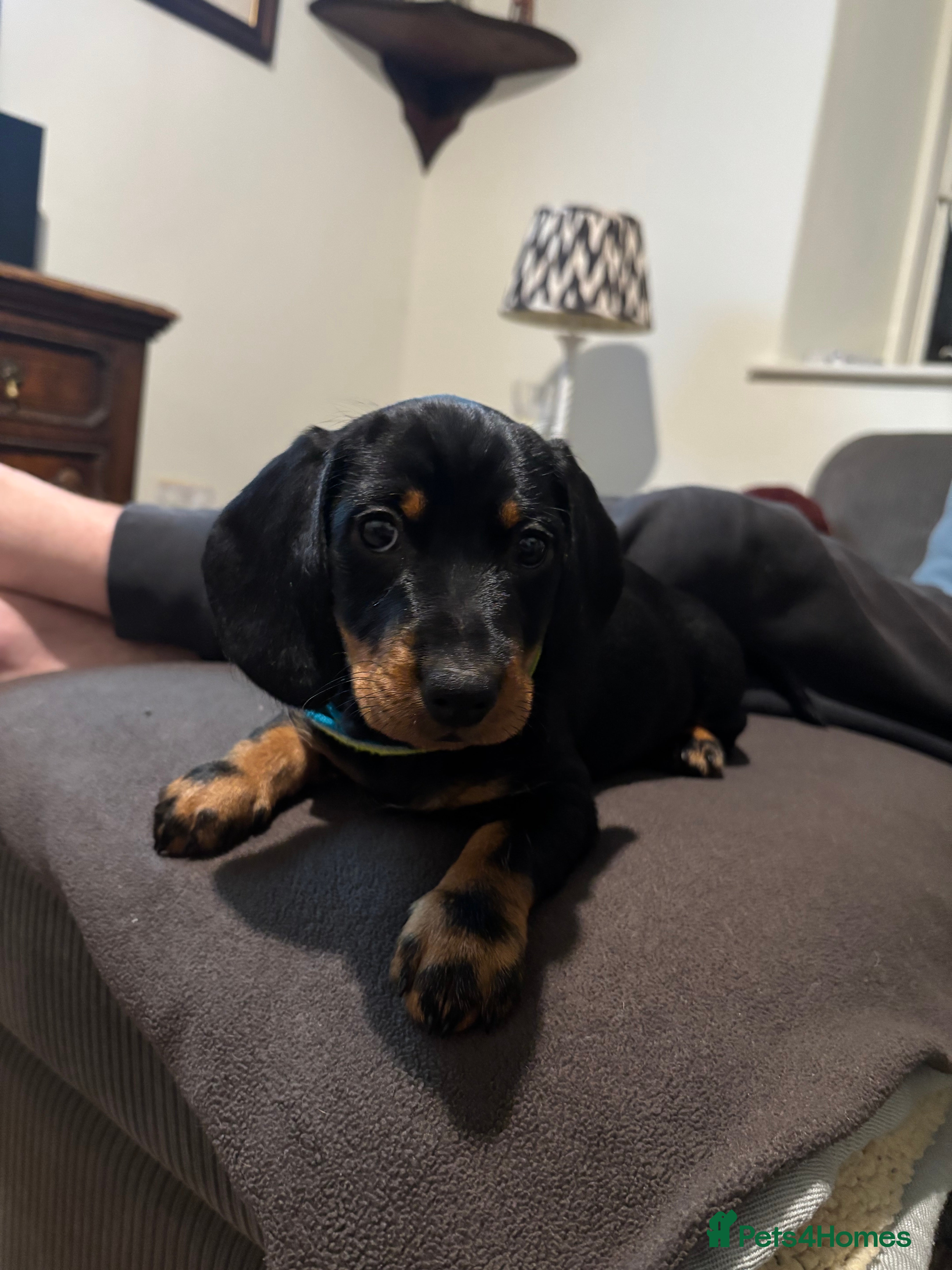 Dachshund dogs Wire haired boy looking for forever home - Advert 13