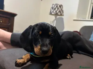 Dachshund dogs Wire haired boy looking for forever home - Advert 13