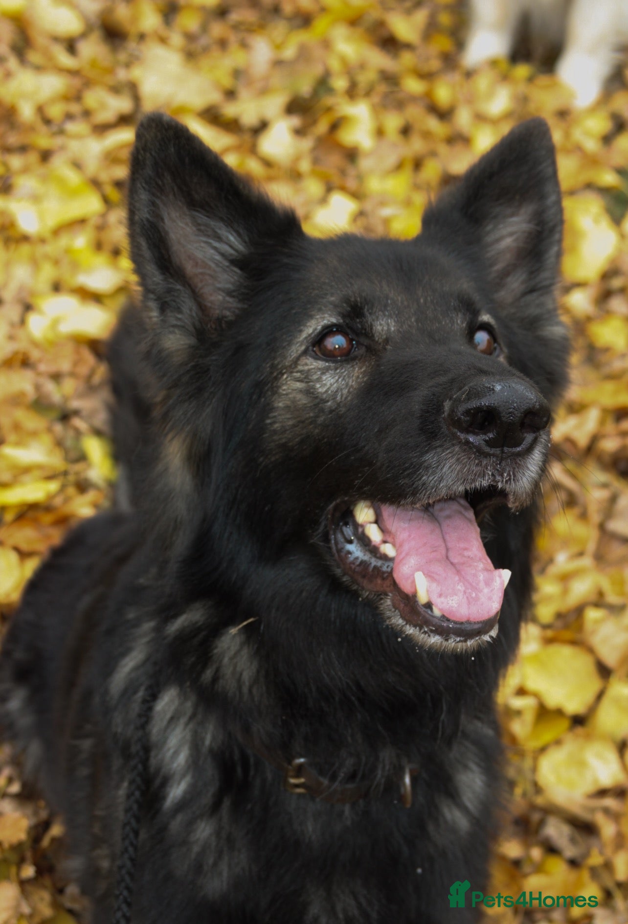 Mixed Breed dogs Black shepradors - Advert 1