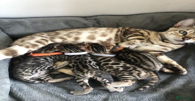 Bengal cats - Advert 14