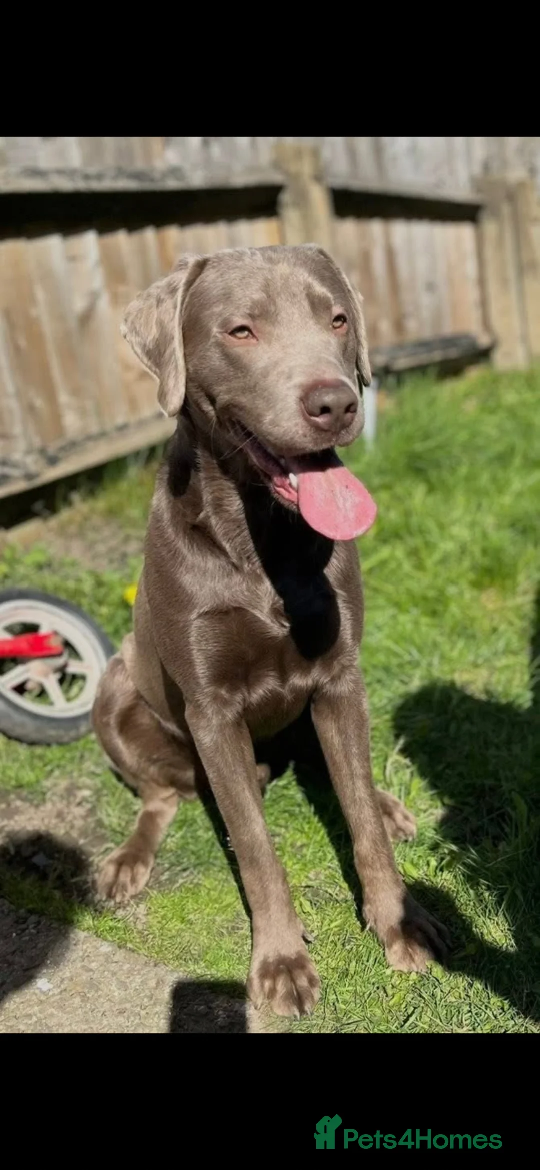 Labrador Retriever dogs for stud: Silver Labrador available for stud  - Advert 2