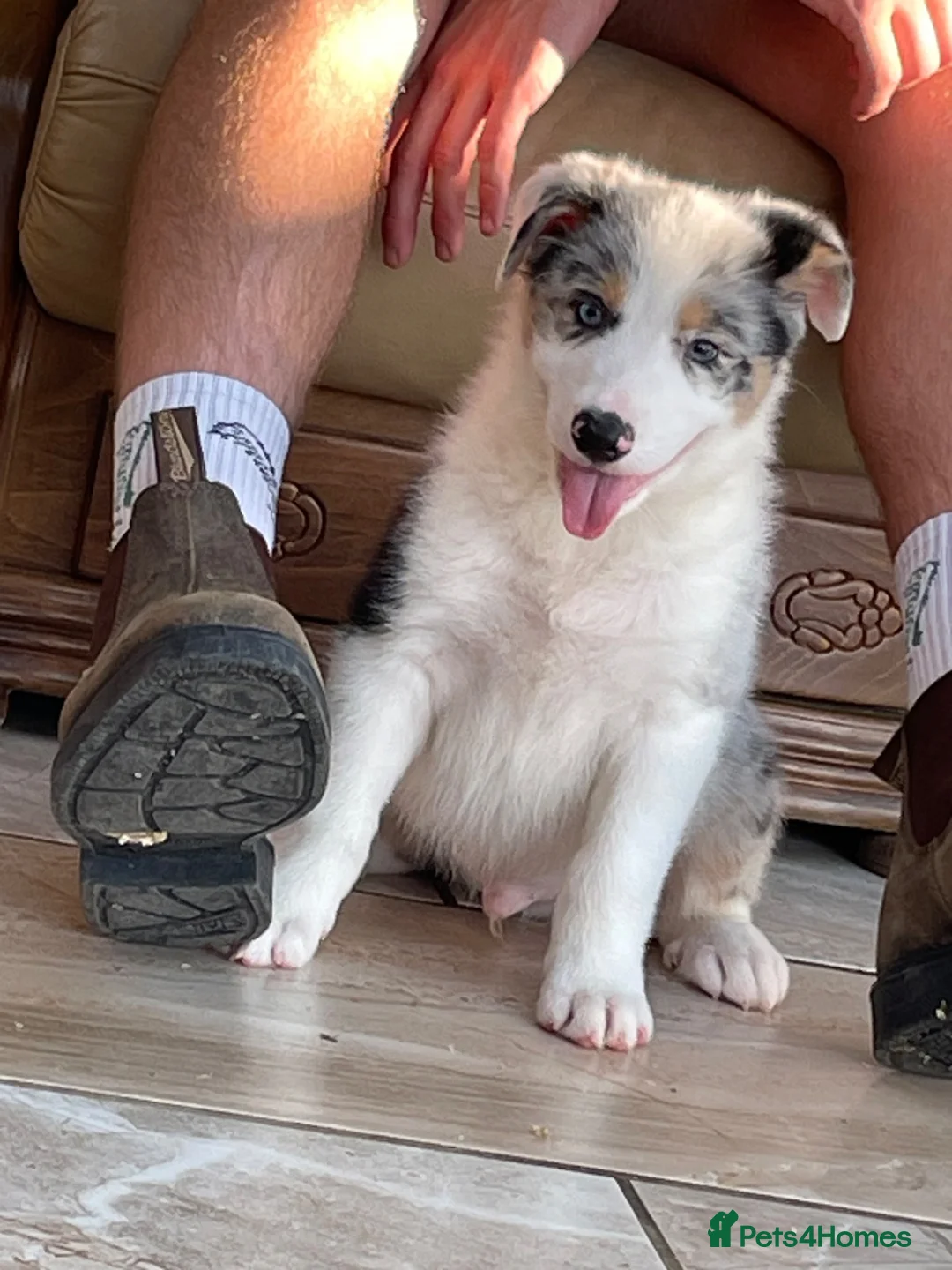 Australian Shepherd dogs for sale: Boys and girls available  - Advert 10