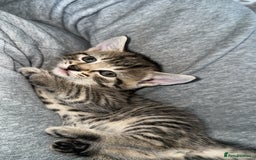 Domestic Shorthair cats for sale: Adorable tabby/bengal kittens to a good home - Image 39