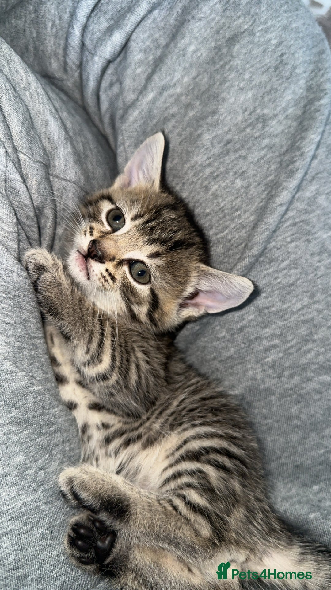 Domestic Shorthair cats for sale: Adorable tabby/bengal kittens to a good home - Image 39