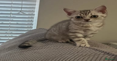 British Shorthair cats - Advert 13