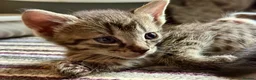 Mixed Breed cats for sale: Beautiful Bonded Tabby Boys – Reggie & Ronnie  - Advert 8