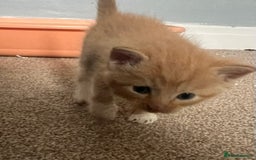 Mixed Breed cats for sale: Half Ragdoll Kittens - Image 8