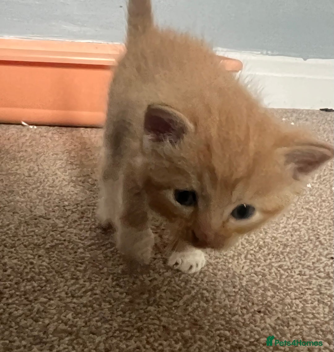 Mixed Breed cats for sale: Half Ragdoll Kittens - Image 8