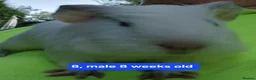 Guinea Pig rodents for sale: Guinea pigs  - Advert 8
