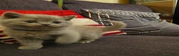 British Shorthair cats for sale: British Shorthair Kittens for Sale! Lilac & Blue! - Advert 13