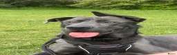 Mixed Breed dogs for sale: GORGEOUS GERMAN SHEPHERD x GREAT DANE MIX - Advert 19