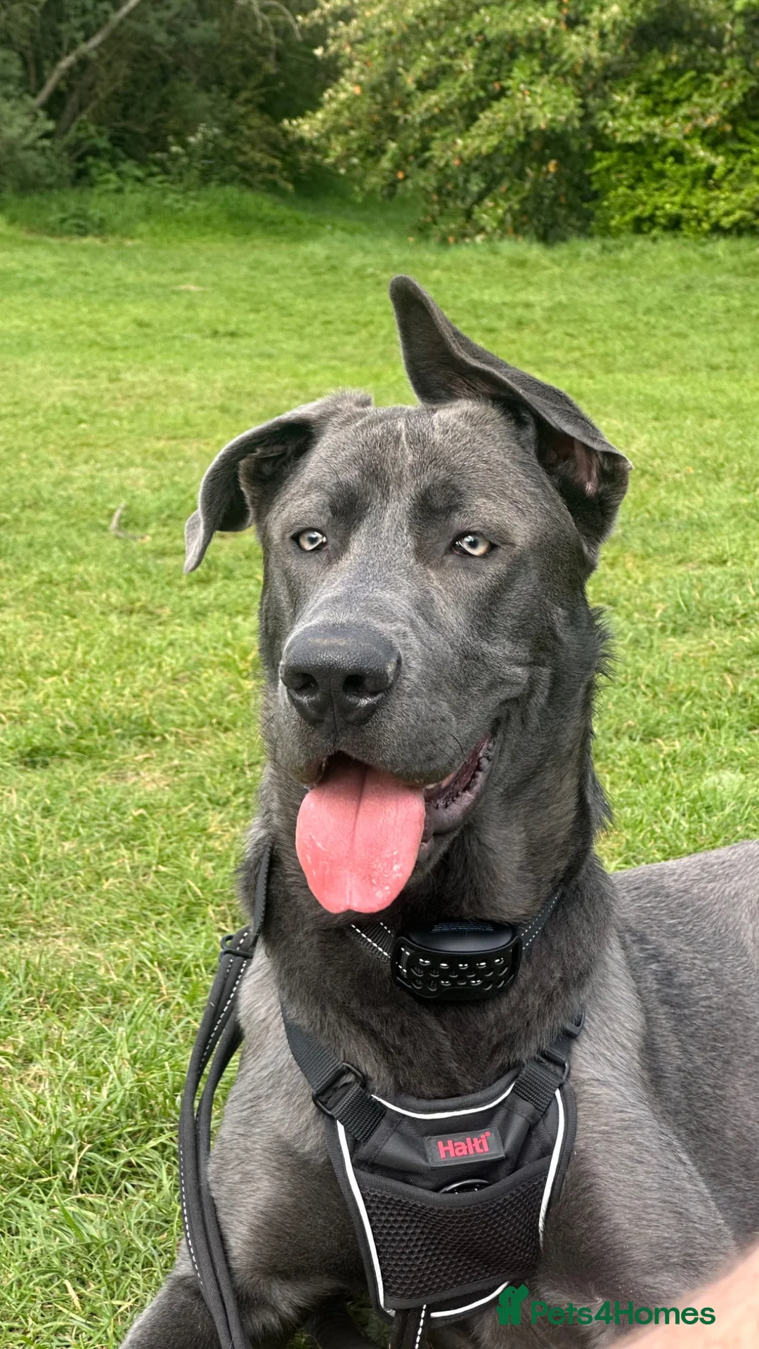 Mixed Breed dogs for sale: GORGEOUS GERMAN SHEPHERD x GREAT DANE MIX - Advert 19