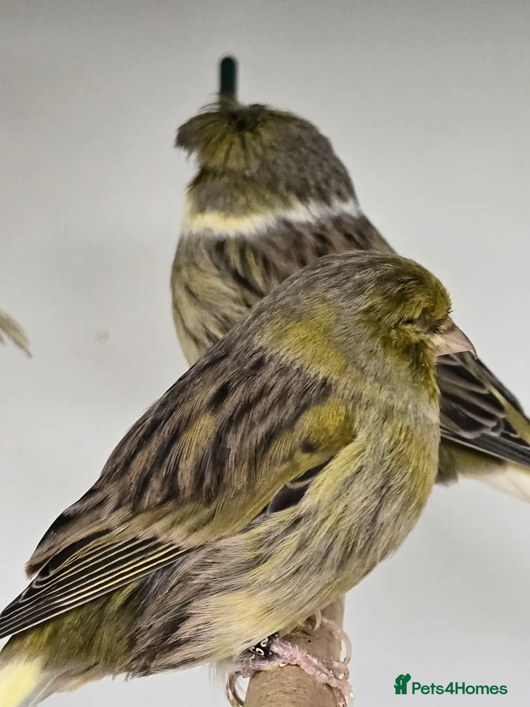 Canaries birds for sale: Stunning Fife & Gloster Canaries (pet or breeding) - Advert 8