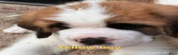 Saint Bernard dogs for sale: 5 stunning male St Bernard puppies in Rotherham - Advert 15