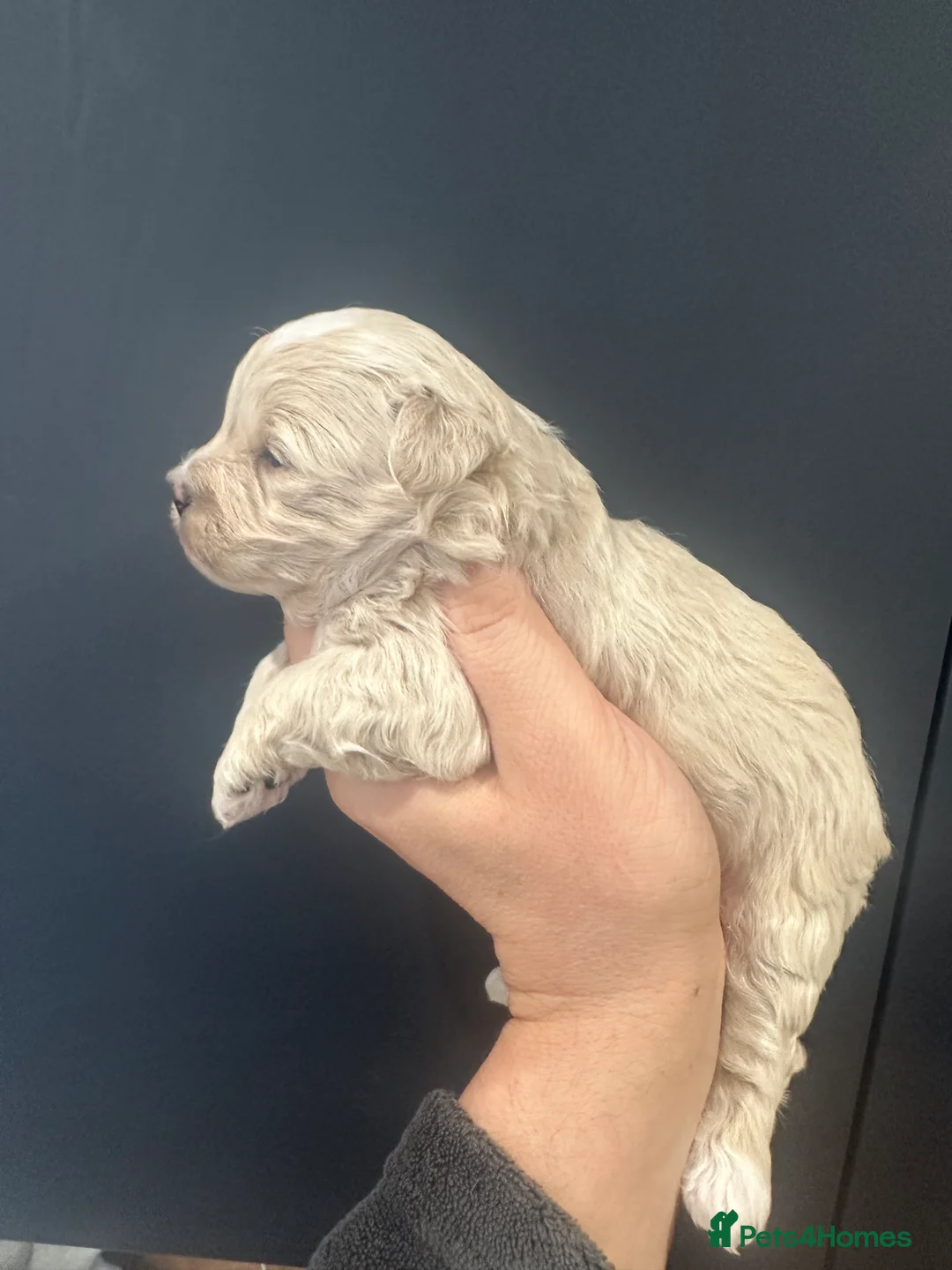 Maltipoo dogs for sale:  Maltipoo pups ONE BOY LEFT - Advert 36