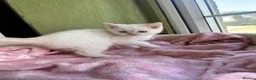 Ragdoll cats for sale: Sweet Ragdoll x angora - Advert 24