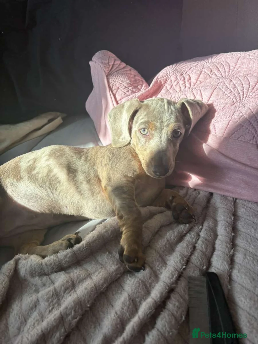 Dachshund dogs for sale: Dachshund Lady in Peterlee - Advert 1