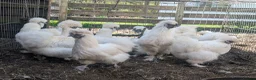 Chickens poultry for sale: Silkies  in Hockley - Advert 4