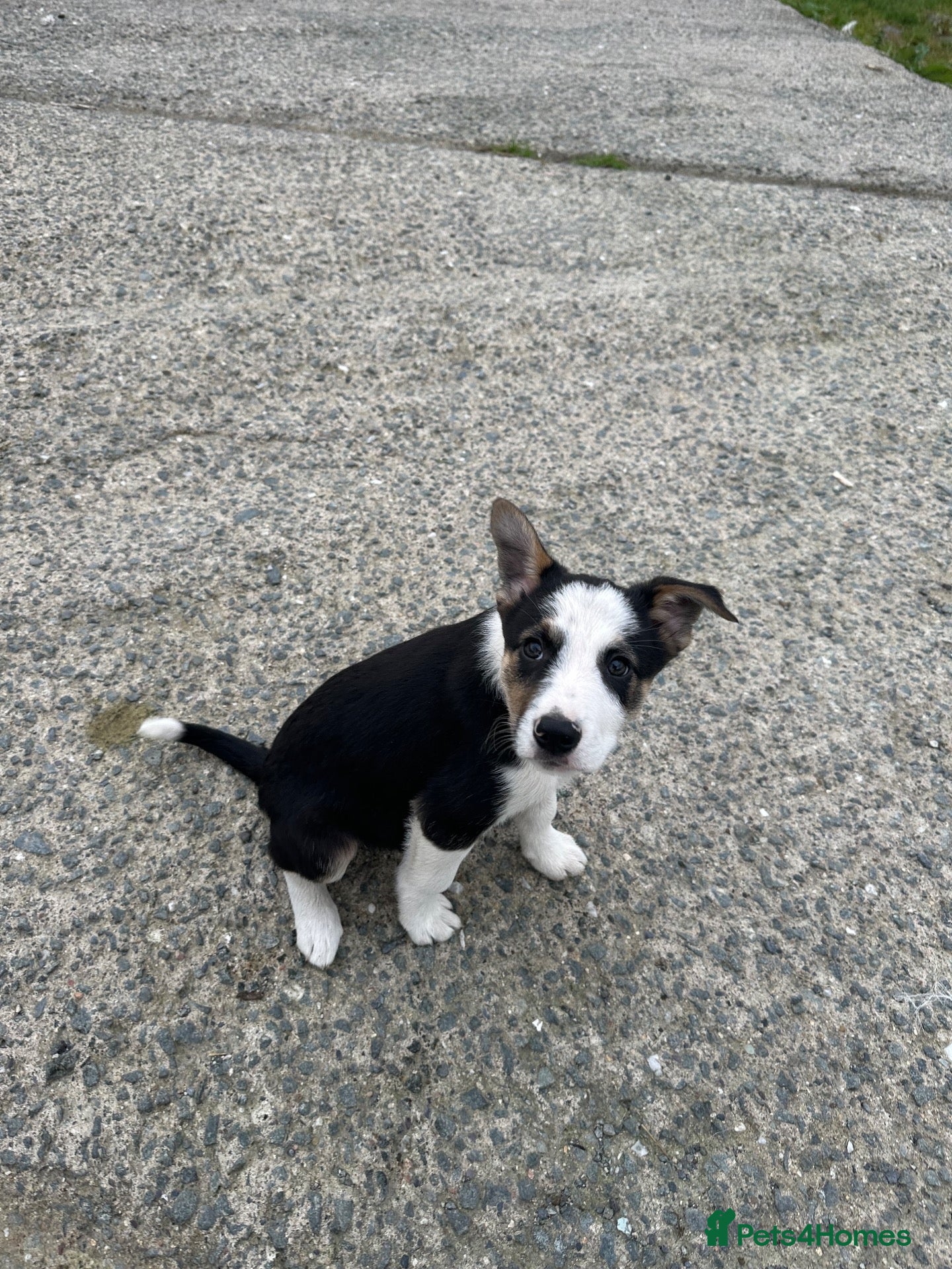 Border Collie dogs for sale: Border Collies - Advert 3