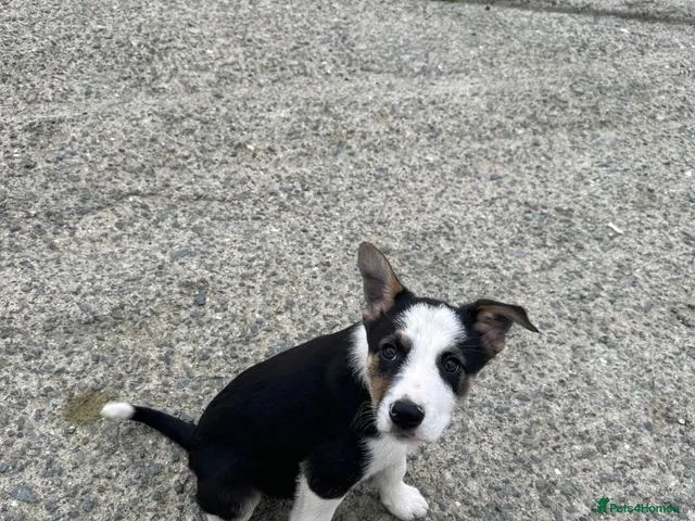 Border Collie dogs for sale: Border Collies - Advert 3