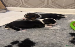 Jack Russell dogs for sale: Jack Russell pups non KC  - Image 5