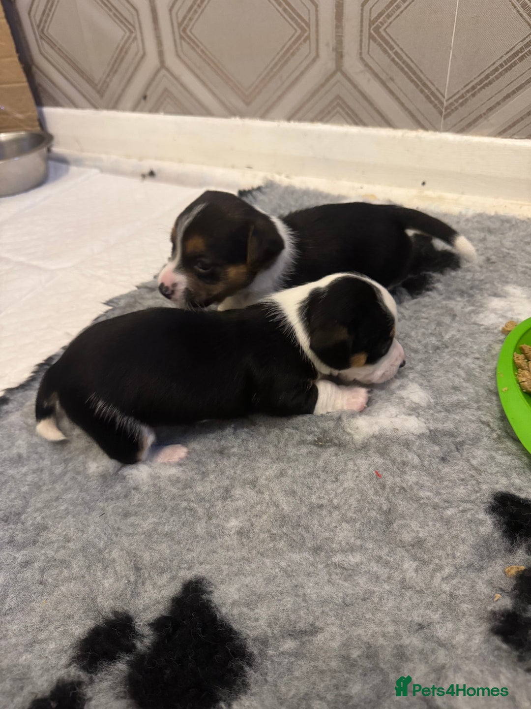 Jack Russell dogs for sale: Jack Russell pups non KC  - Image 5
