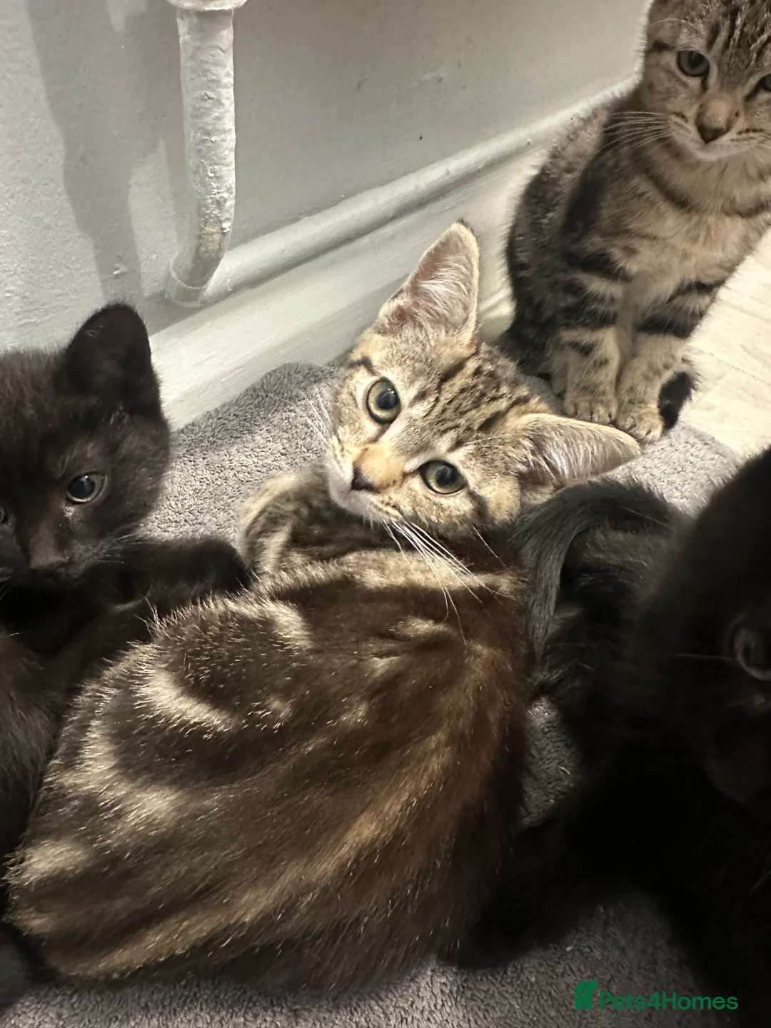 Maine Coon cats for sale: Maine coon cross Kittens 🐱  - Advert 3