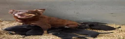 Australian Kelpie dogs for sale: Pure Bred Kelpie pups - Advert 1