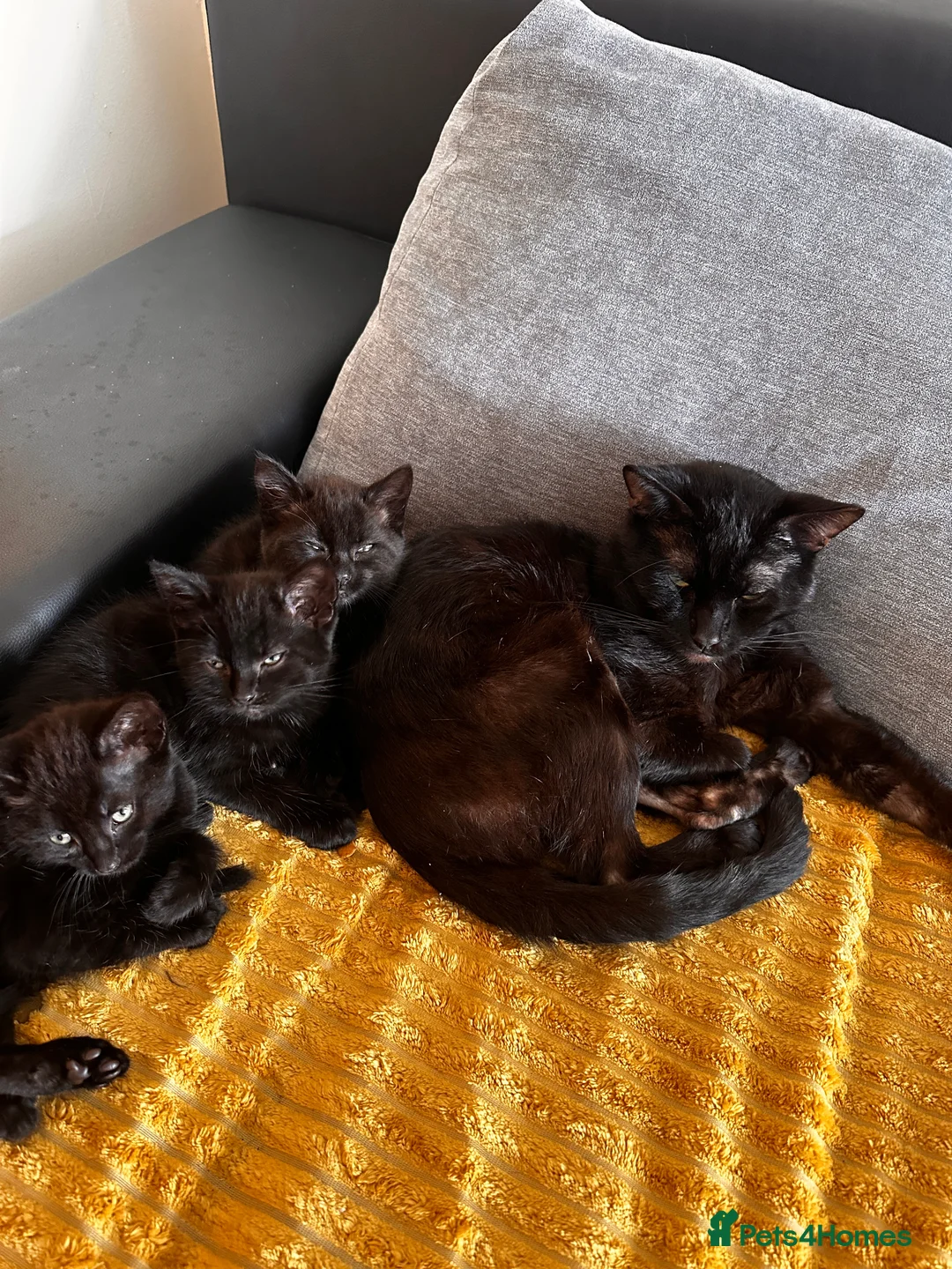 Mixed Breed cats for sale: Sweet black kittens in Bridgwater - Advert 1