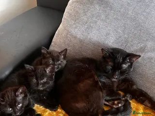 Mixed Breed cats Sweet black kittens - Advert 8