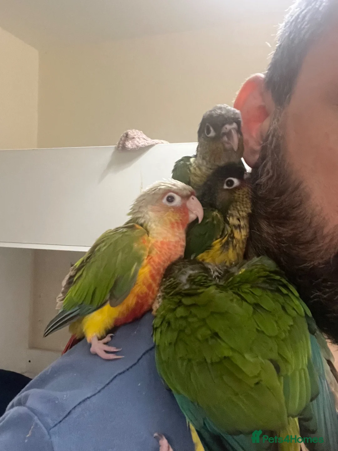 Conures birds for sale: Ready Now: Hand-Reared Baby Conures - Advert 15