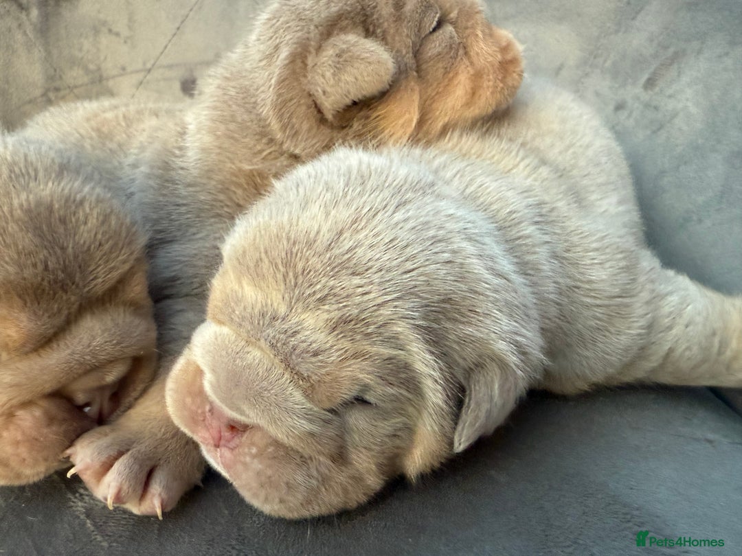 English Bulldog dogs for sale: KC Quality English Bulldogs  - Image 14