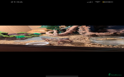 Leopard Gecko reptiles for sale: Leopard gecko and setup - Image 1