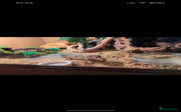 Leopard Gecko reptiles - Advert 1