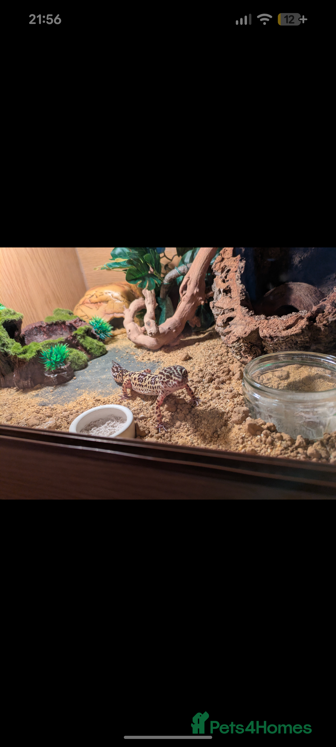 Leopard Gecko reptiles for sale: Leopard gecko and setup - Image 1