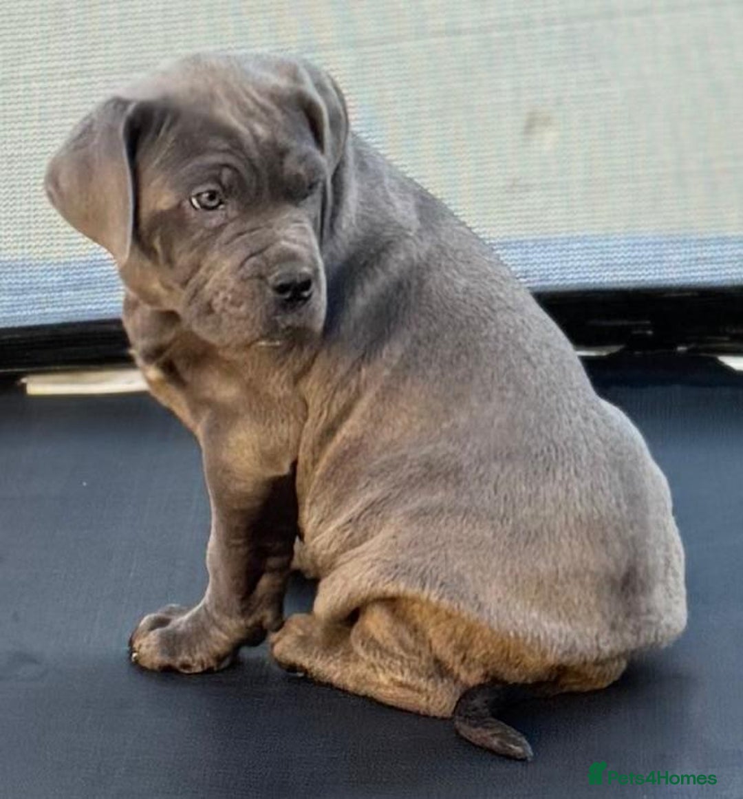 Cane Corso dogs for sale: CANE CORSO CHAMPION BLOOD LINE VERY GOOD STOCK - Advert 2