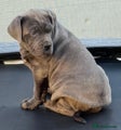 Cane Corso Puppy 3